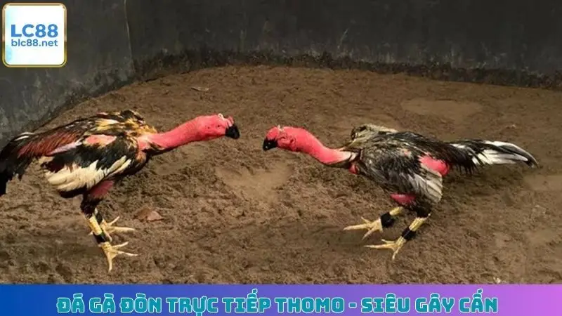 Đá Gà Đòn Trực Tiếp Thomo