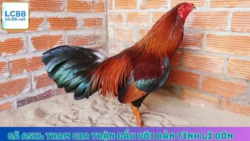 Gà Asil tham gia trận đấu với bản tính lì đòn