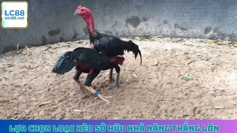 Lựa chọn loại kèo sở hữu khả năng thắng lớn