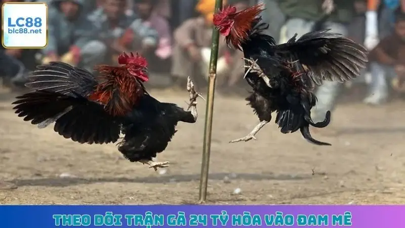 Theo dõi trận gà 24 tỷ hòa vào đam mê